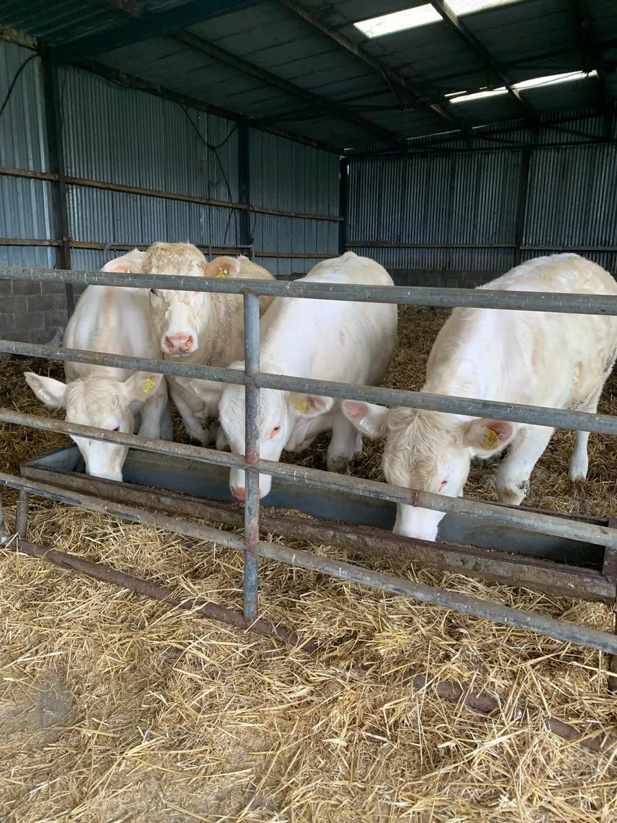 4 * Pure bread Charolais heifers - Image 1