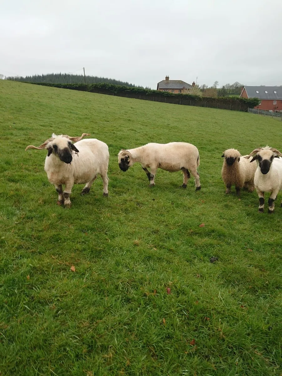 4 Valais Blacknose breeding ewe's for sale - Image 3
