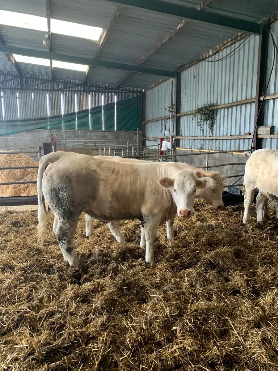 4 * Pure bread Charolais heifers - Image 2