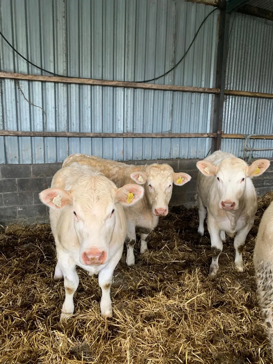 4 * Pure bread Charolais heifers - Image 4
