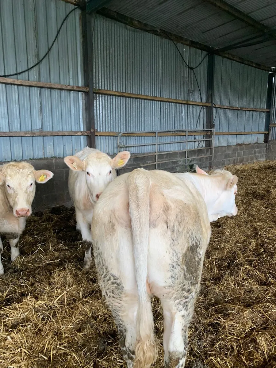 4 * Pure bread Charolais heifers - Image 3