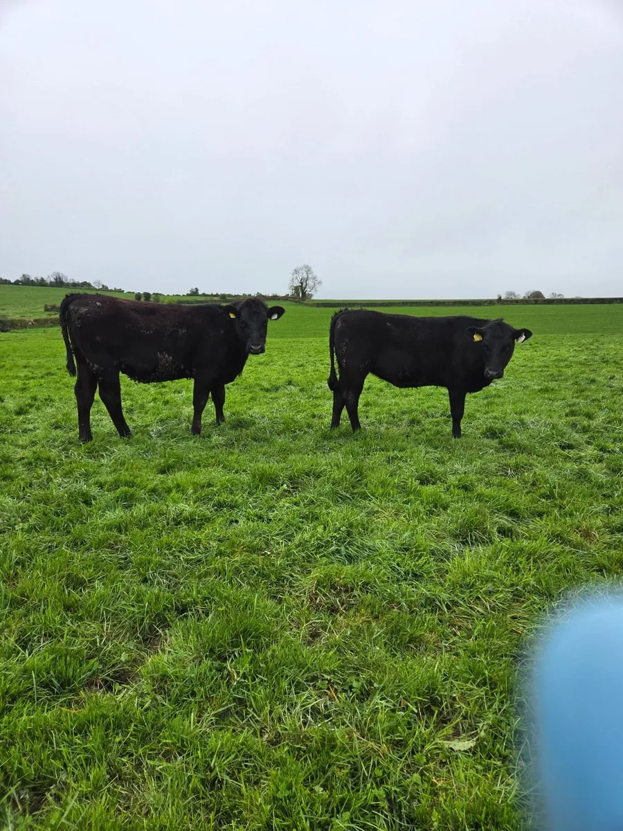 AA yearling Heifers - Image 3