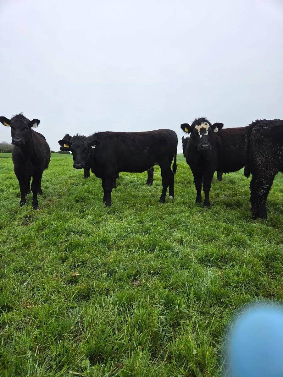 AA yearling Heifers - Image 1