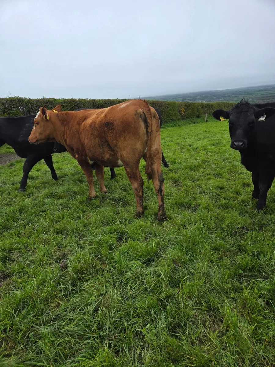 AA yearling Heifers - Image 2
