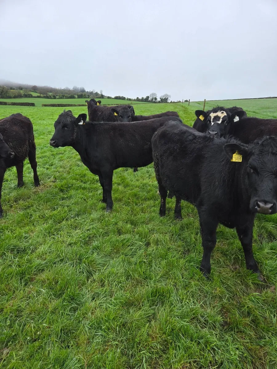 AA yearling Heifers - Image 4