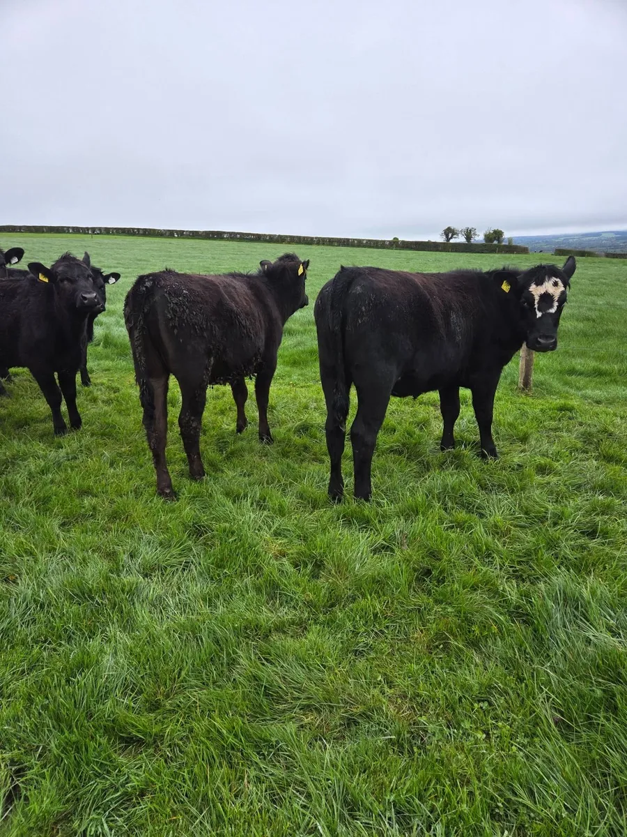 Angus Heifers - Image 4
