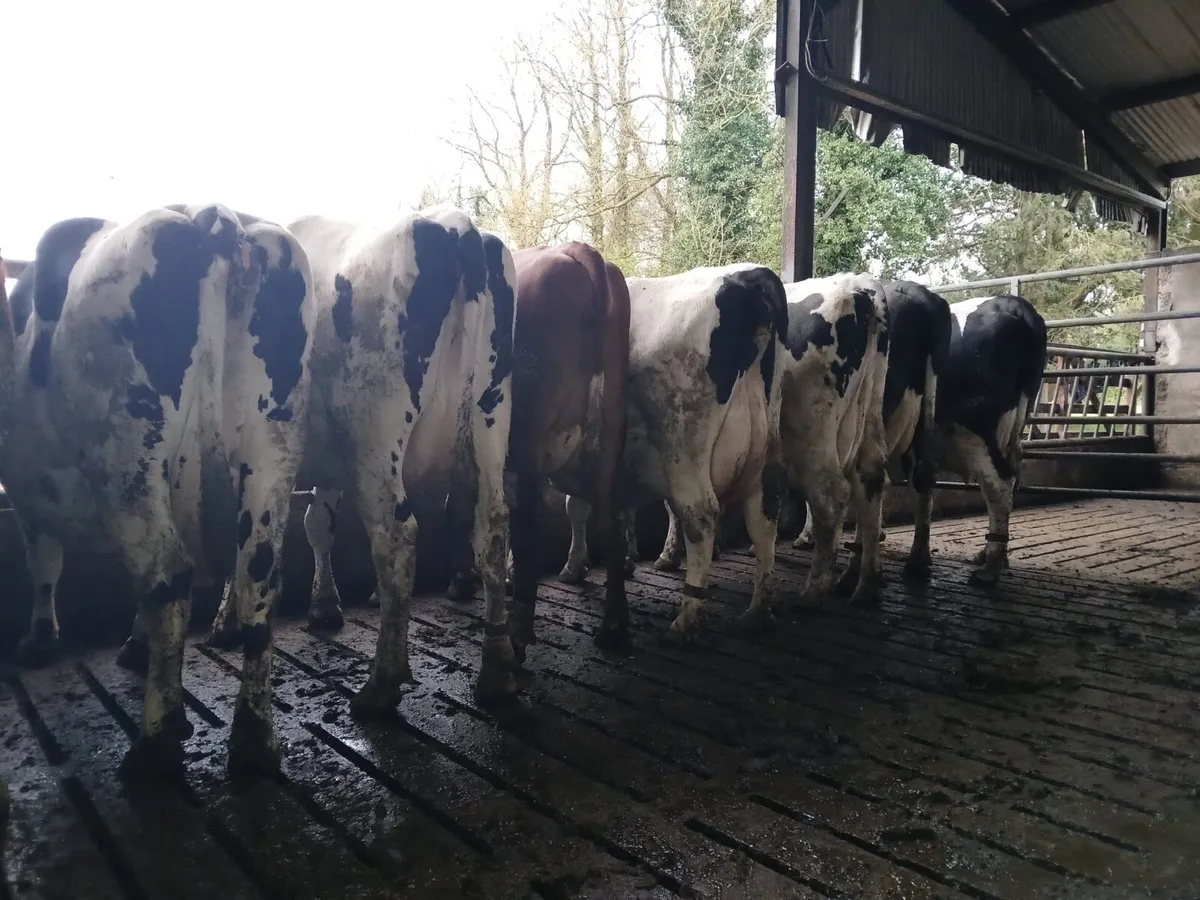 Surplus in calf Heifers and Cows - Image 1