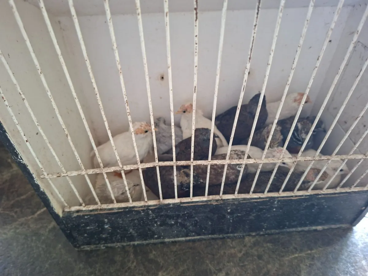 Young budgies / button  quail - Image 4