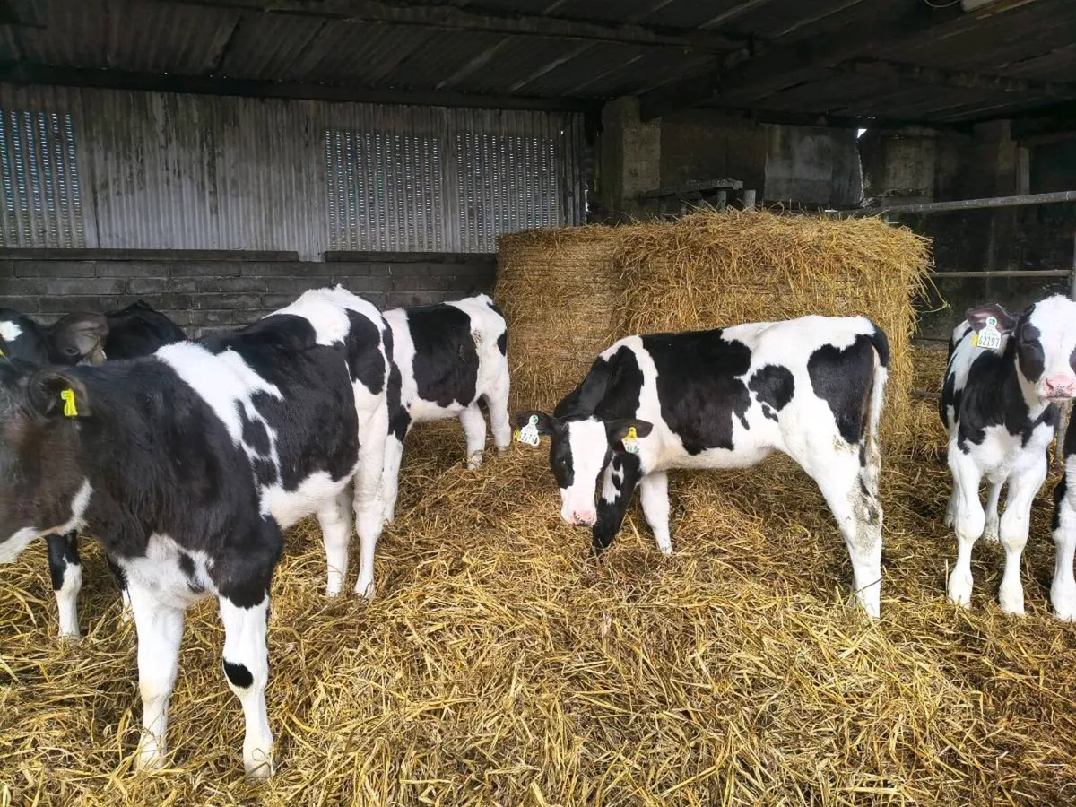 Weaned Friesian heifer calves - Image 1
