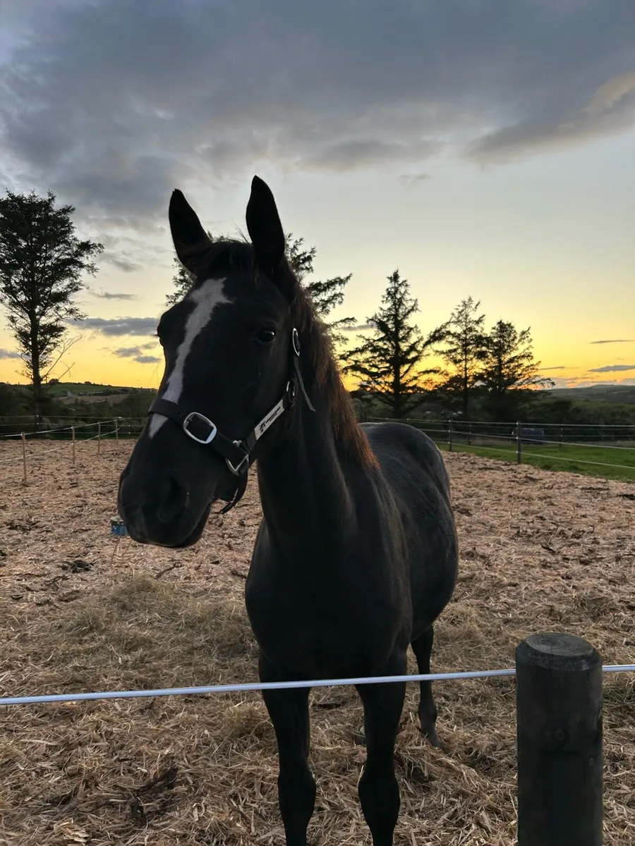 3 year old gelding by Rock n Roll Ter Putte - Image 2