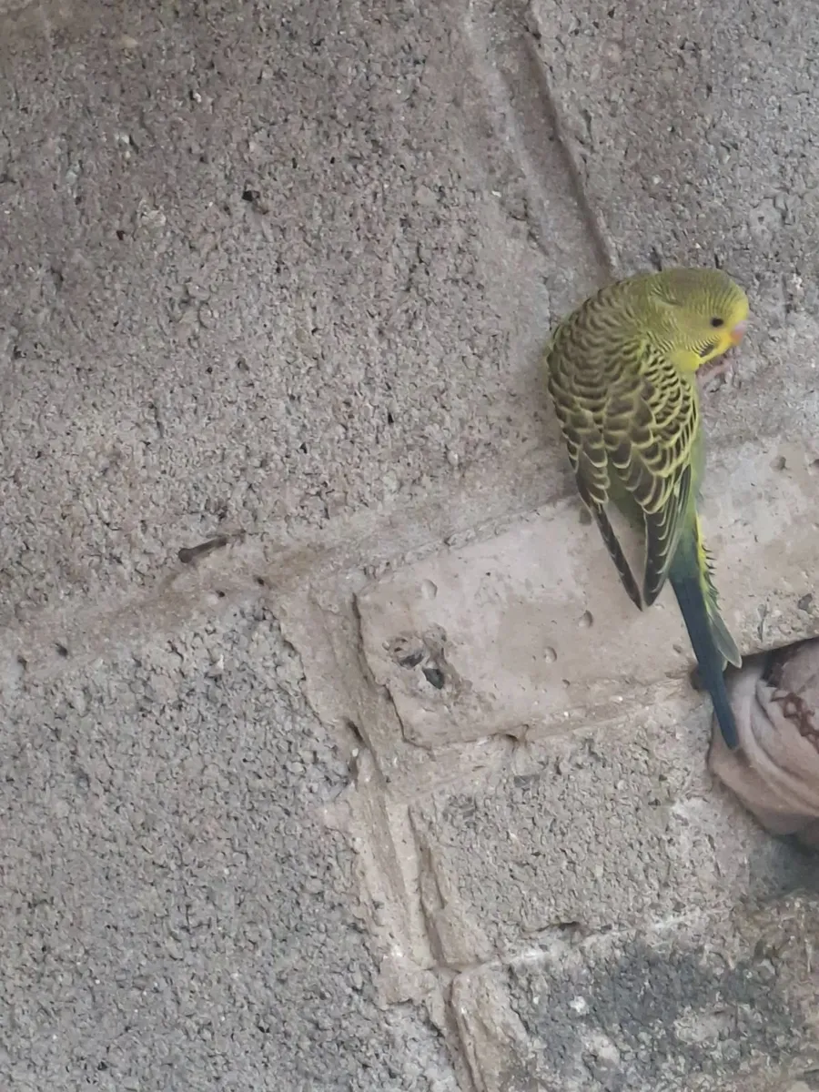 Young budgies / button  quail - Image 2
