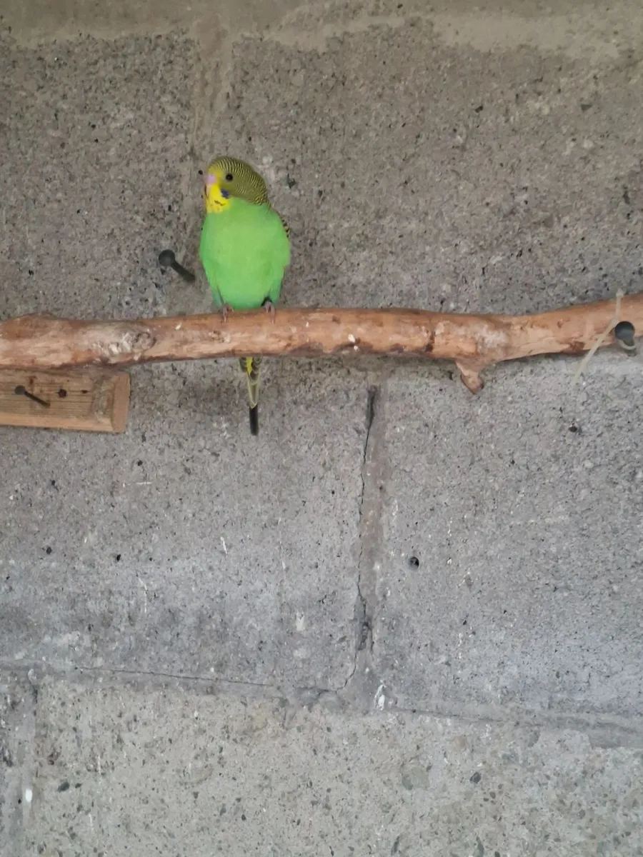 Young budgies / button  quail - Image 3