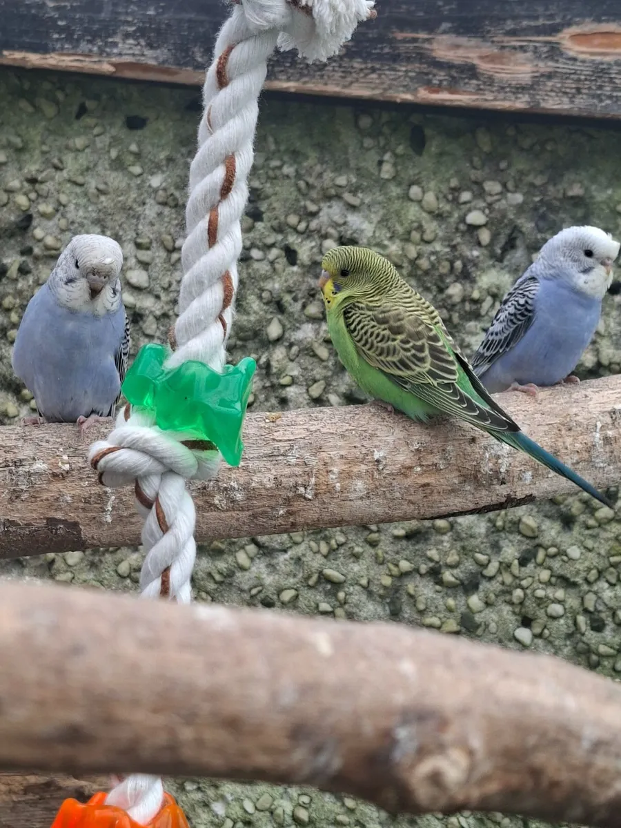 Young budgies / button  quail - Image 1