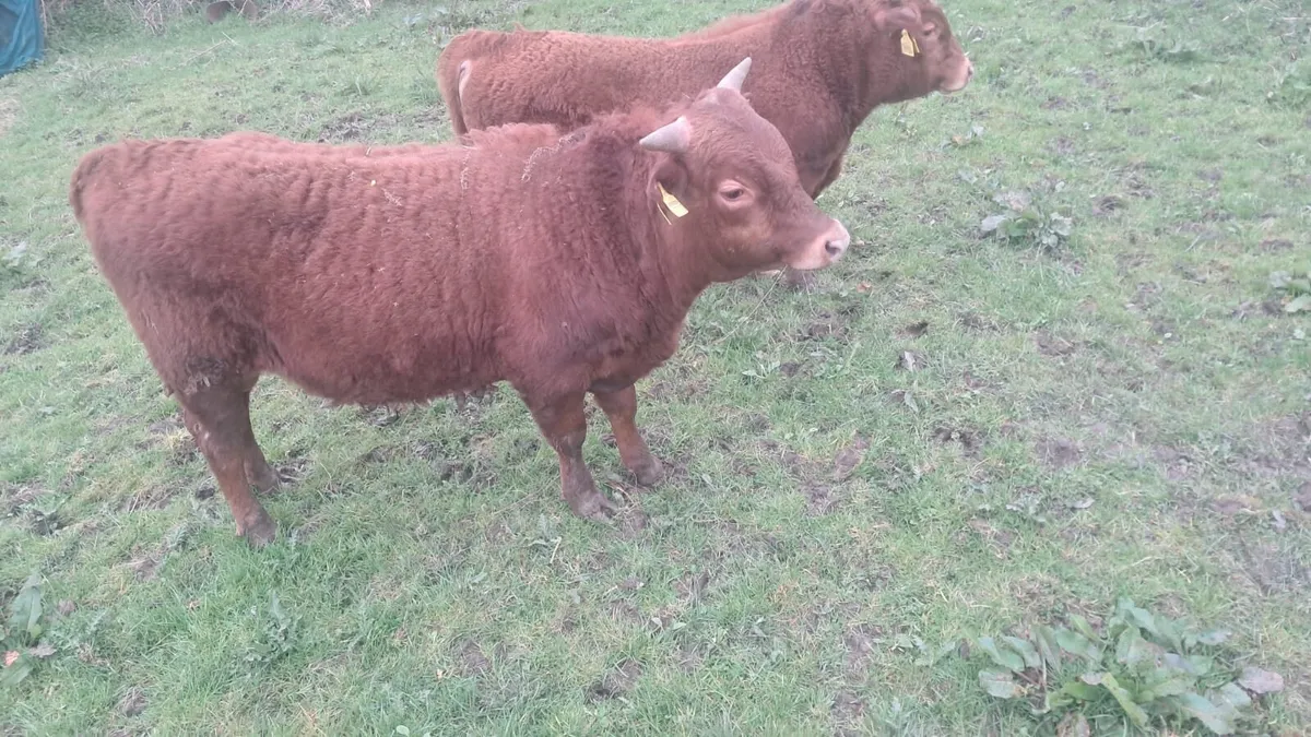 Purebred Dexter bulls - Image 2