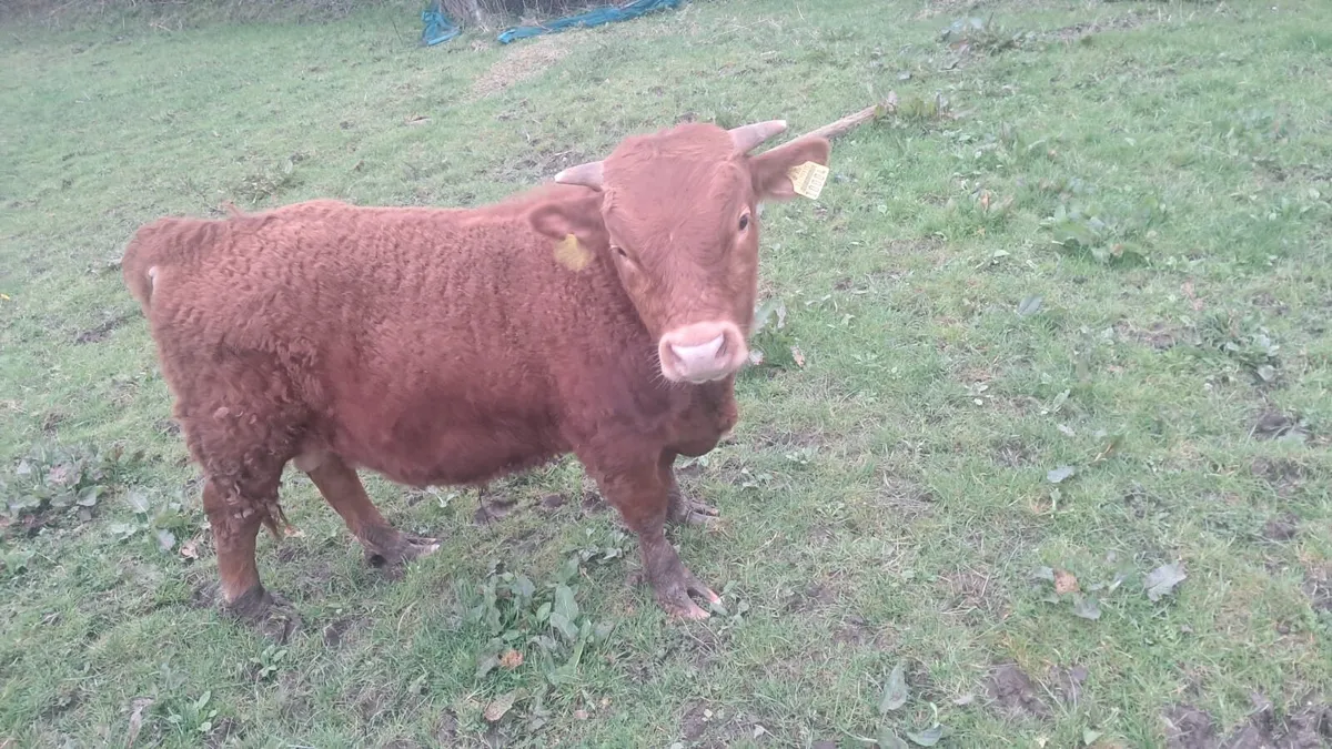 Purebred Dexter bulls - Image 3