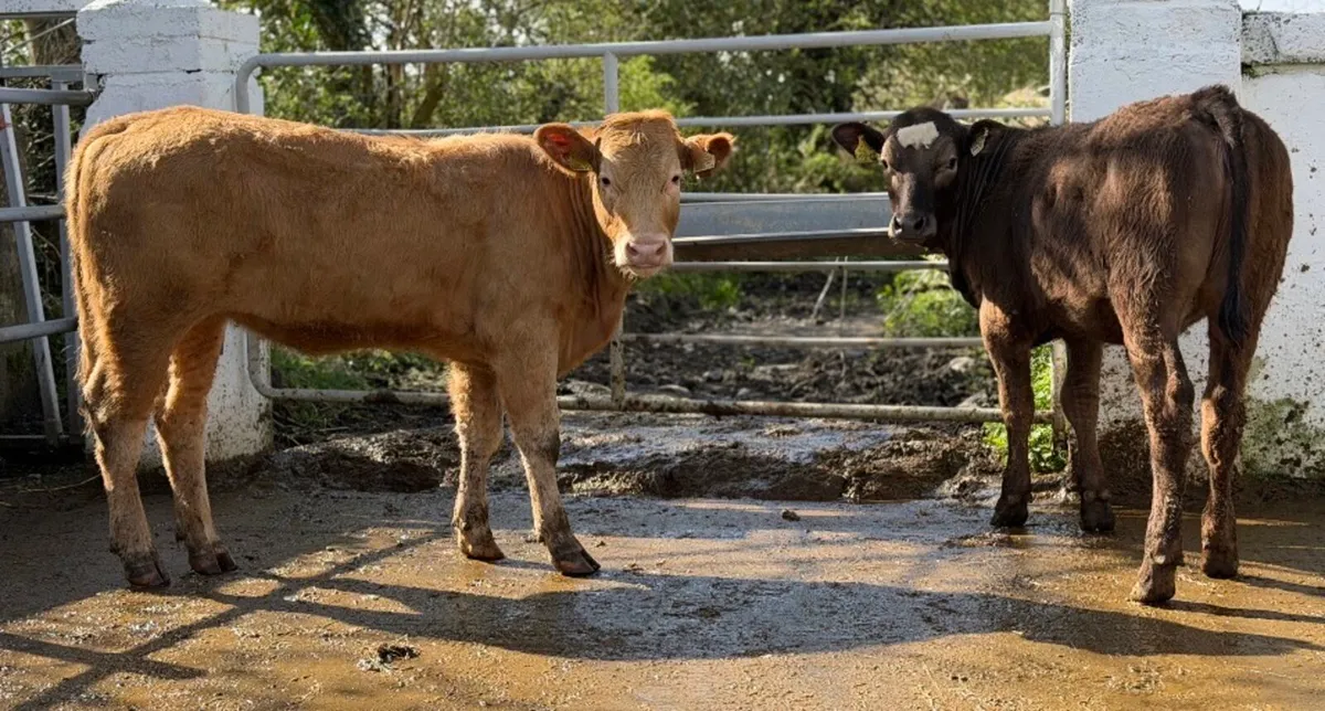 ⭐️2 Lovely Heifer Weanlings⭐️ - Image 2