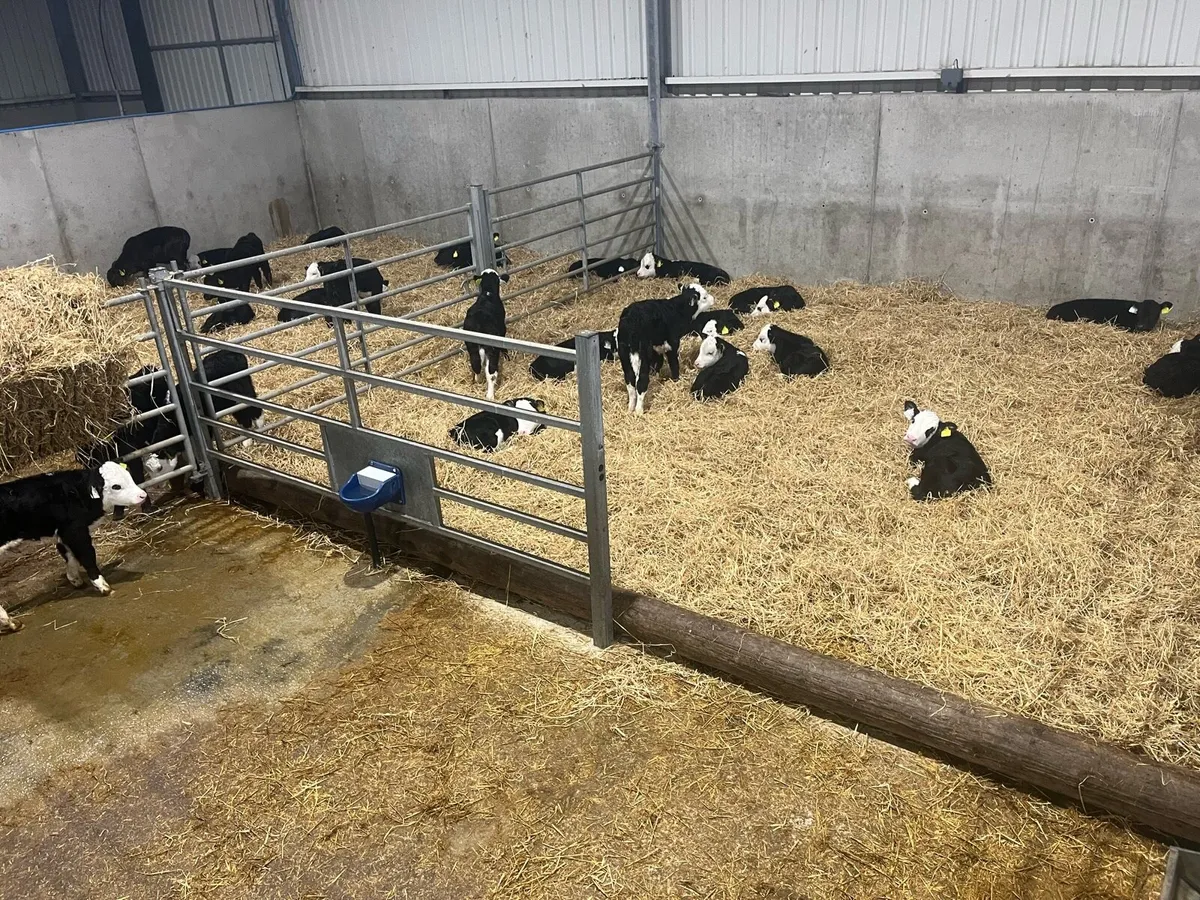 Calves - Image 1