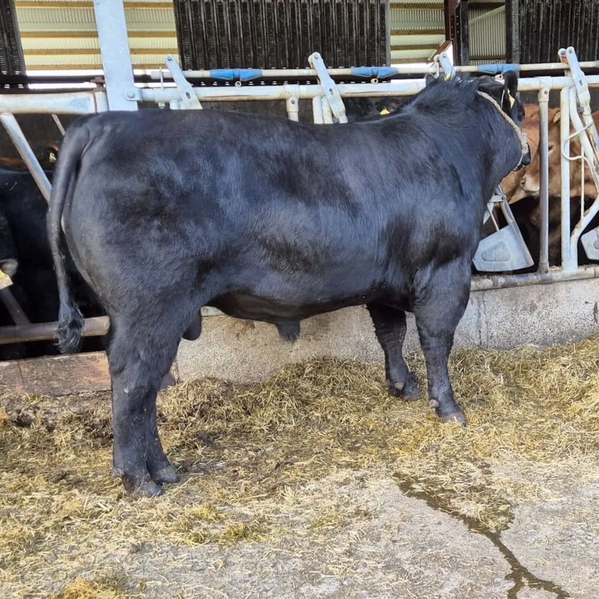 Proper Angus Bulls - Image 3