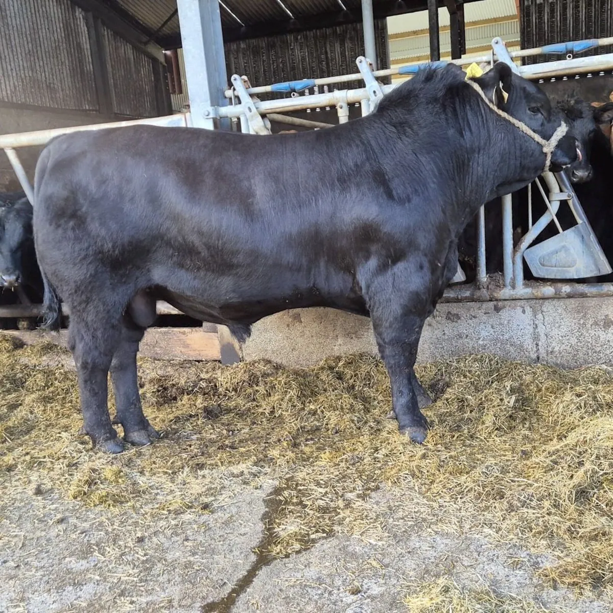 Proper Angus Bulls - Image 4