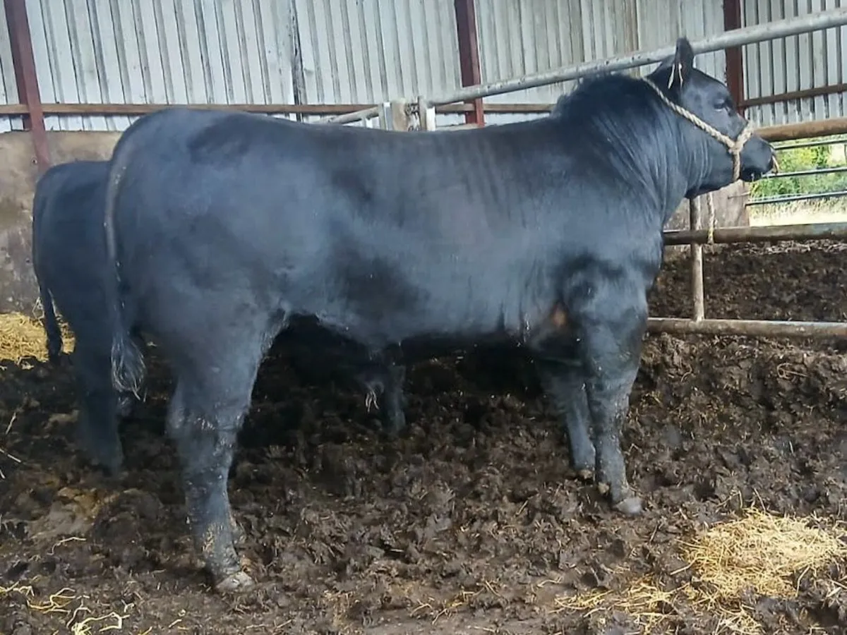 Proper Angus Bulls - Image 1