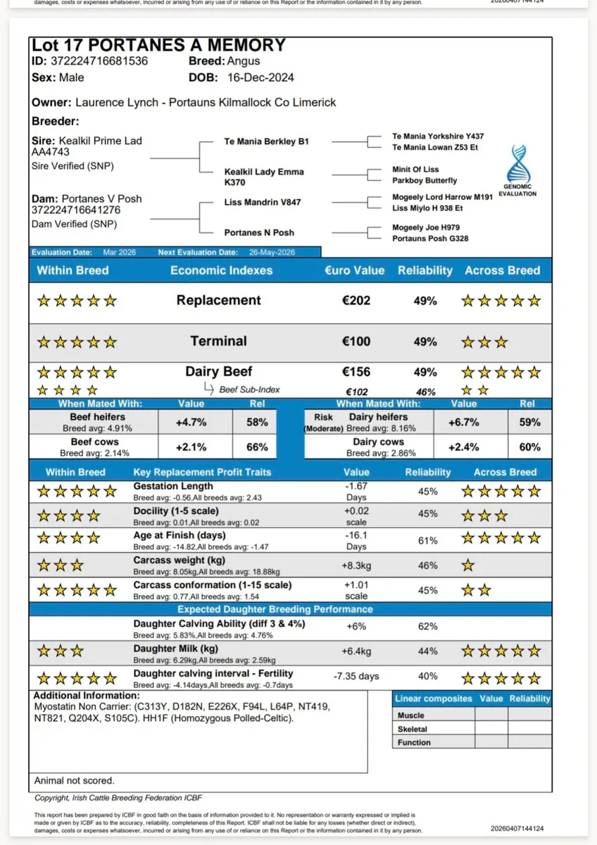 Proper Angus Bulls - Image 2