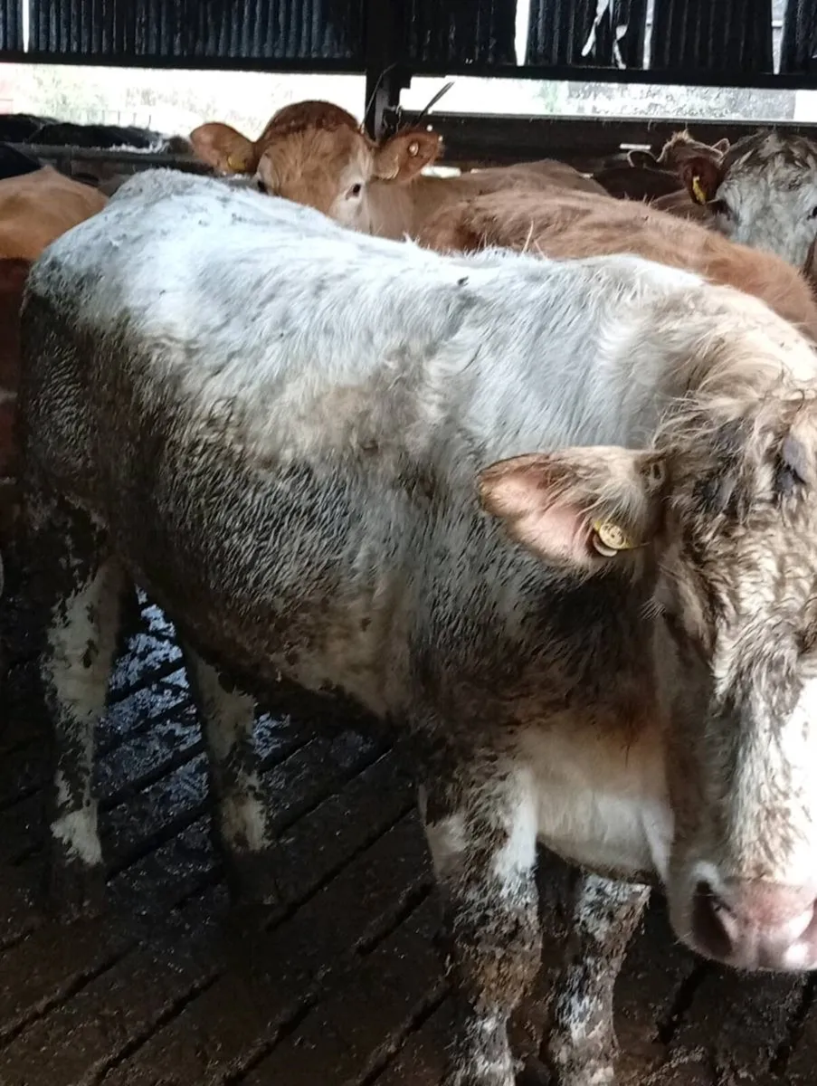 5 lovely continental organic heifers for sale - Image 1