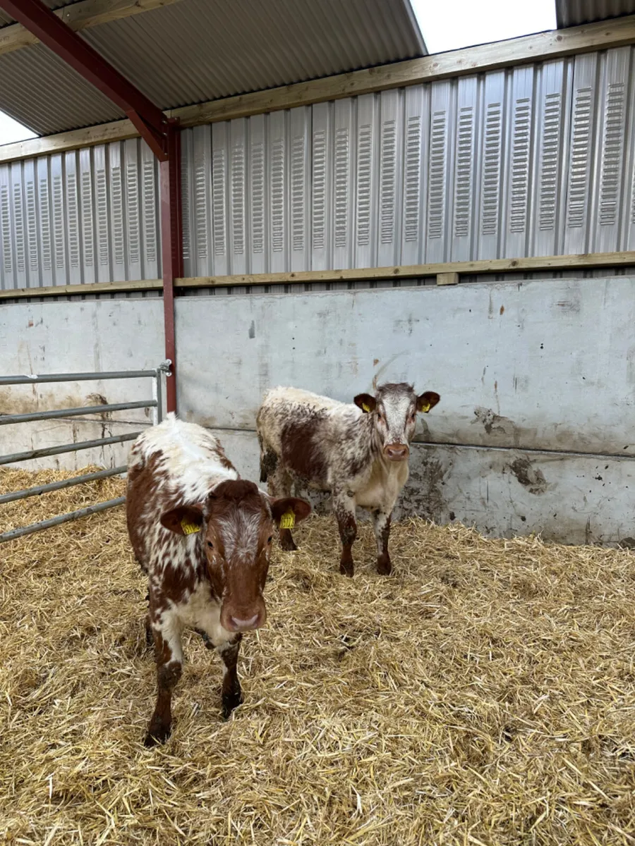 Spotty Roaned heifers - Image 1