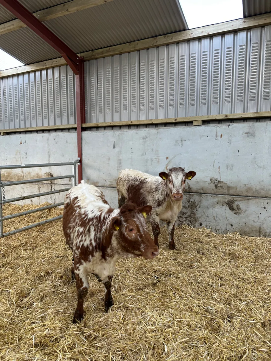 Spotty Roaned heifers - Image 3