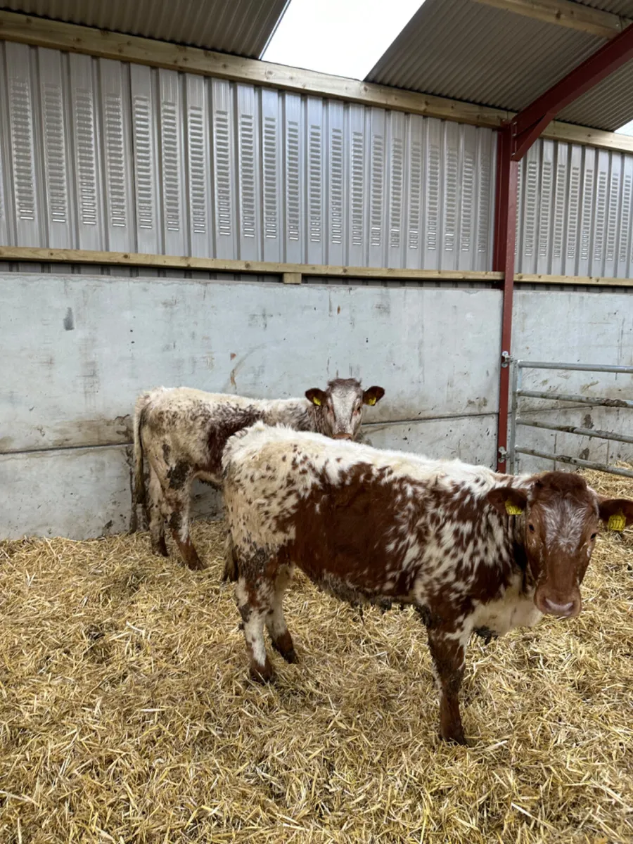 Spotty Roaned heifers - Image 4