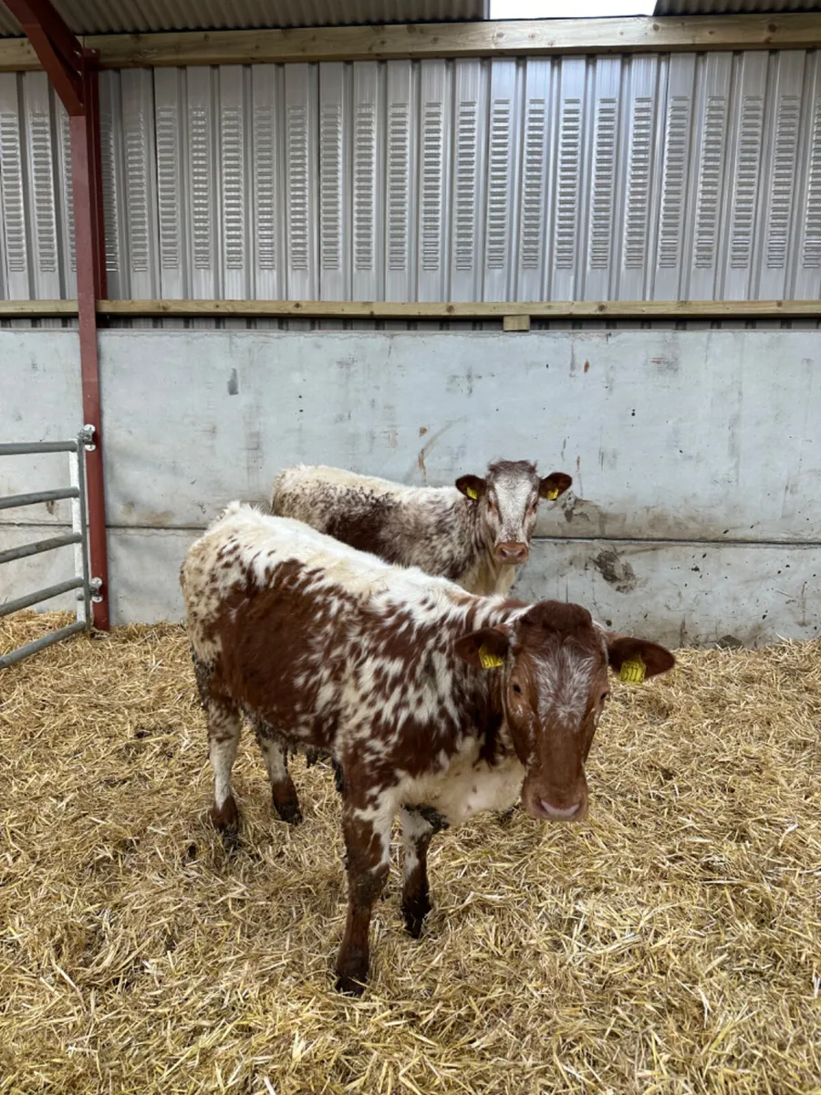 Spotty Roaned heifers - Image 2