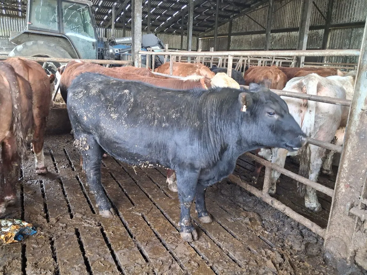 Angus Bulls - Image 2