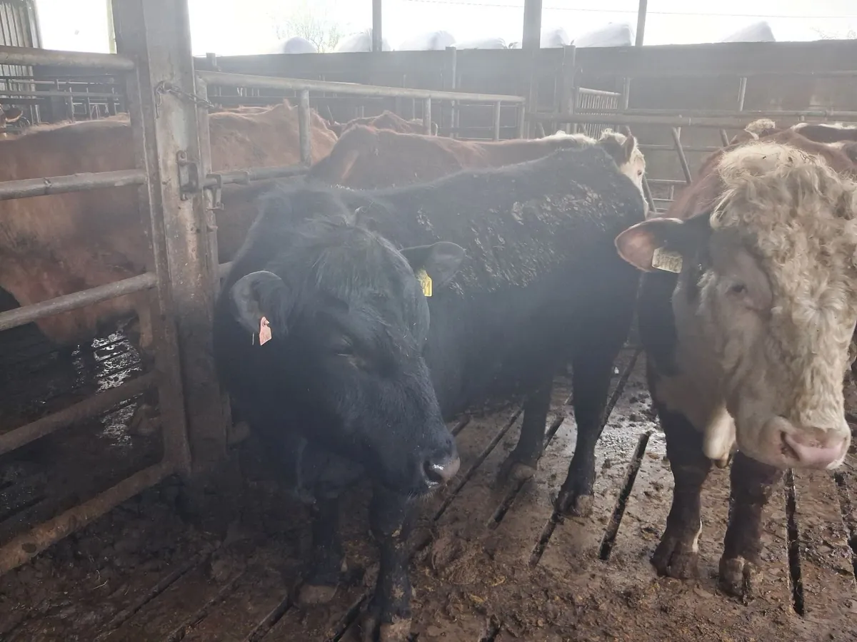 Angus Bulls - Image 3