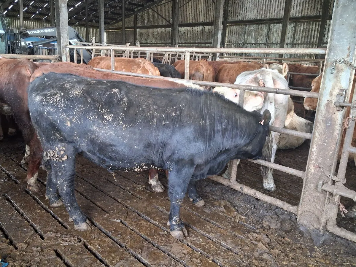 Angus Bulls - Image 4