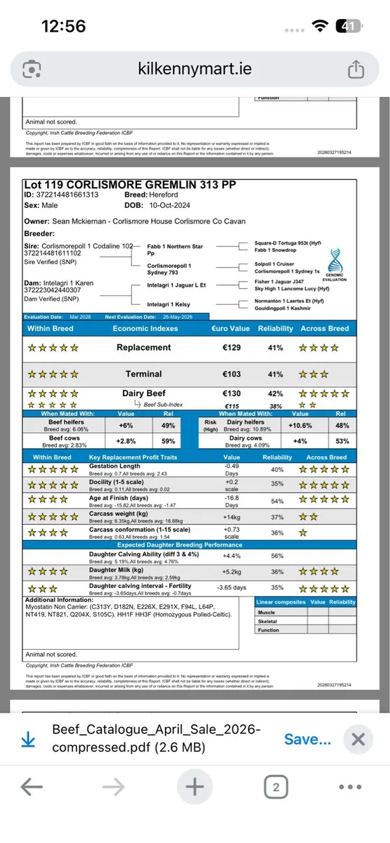 Corlismore Hereford bull Kilkenny tomorrow - Image 2