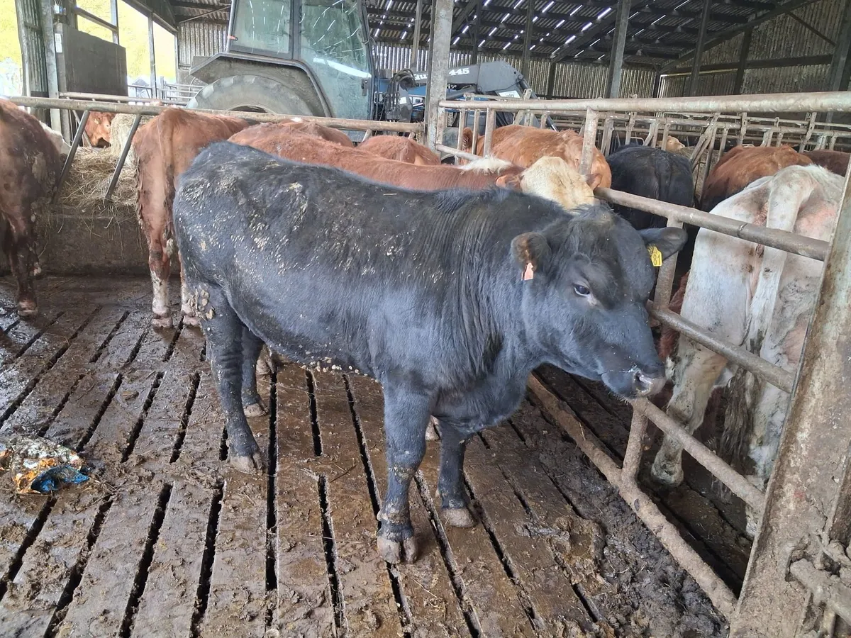 Angus Bulls - Image 1