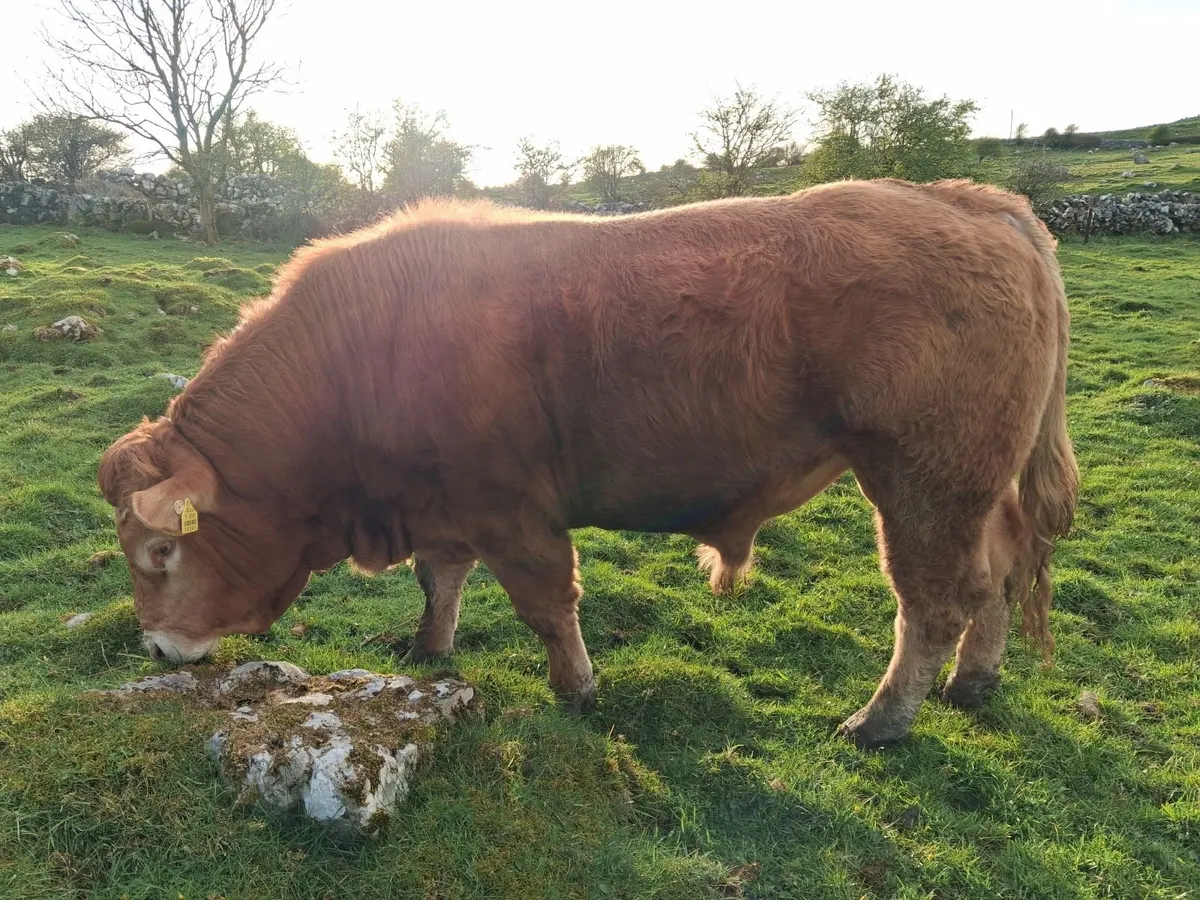 Pedigree Bulls - Image 1