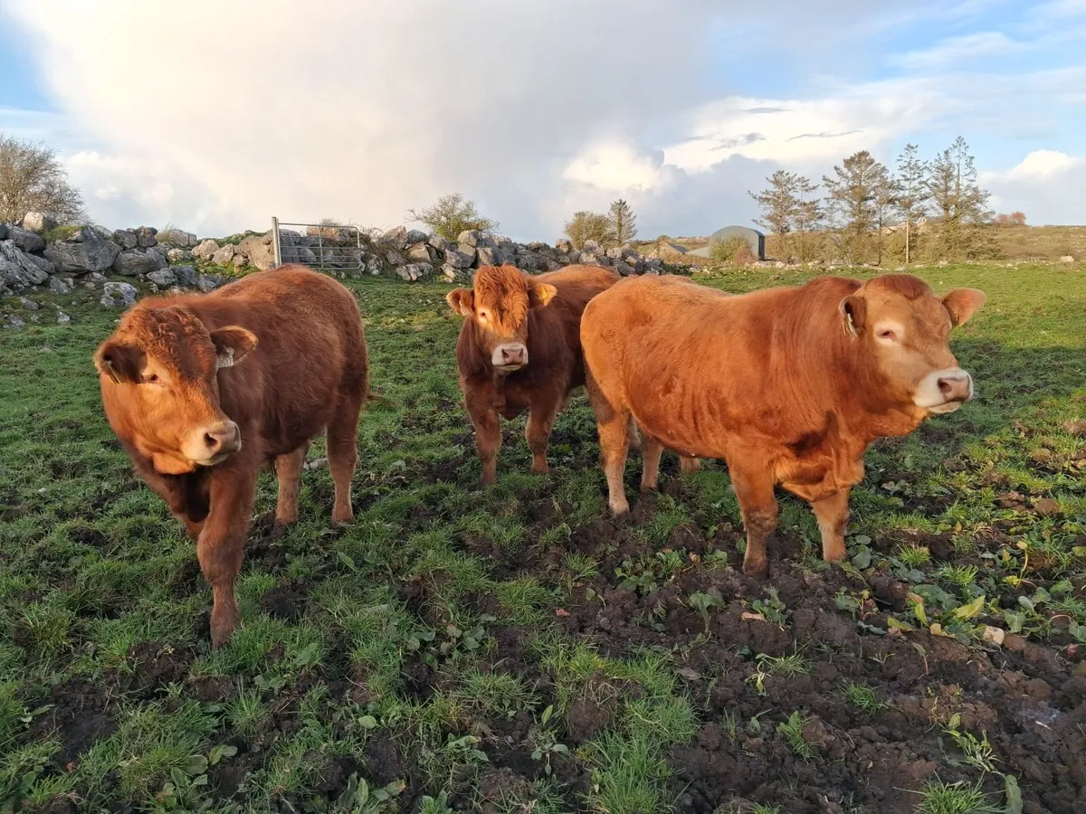 Pedigree Bulls - Image 2