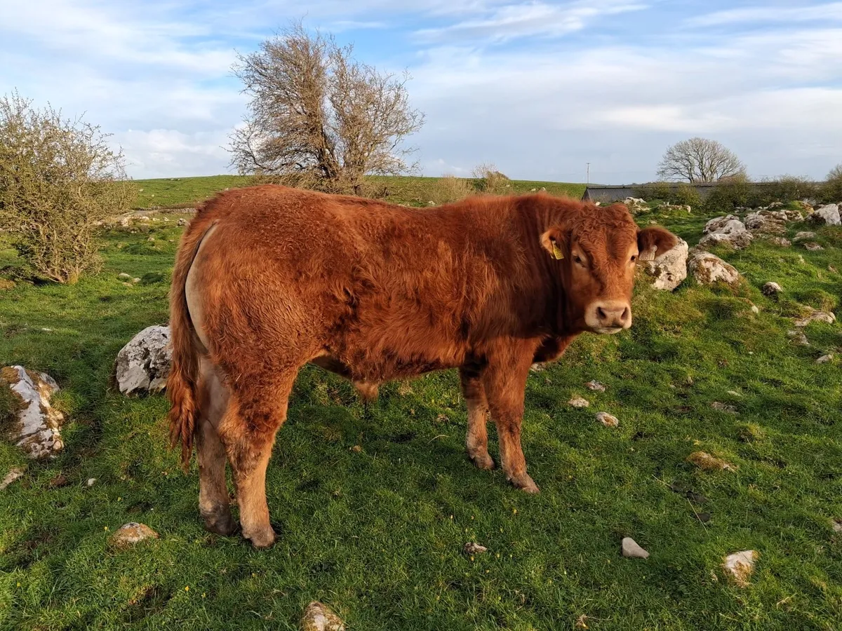 Pedigree Bulls - Image 3