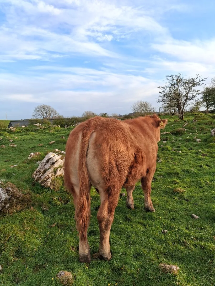 Pedigree Bulls - Image 4