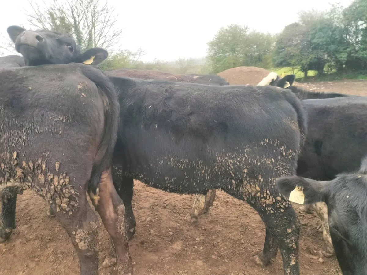 Hereford and Angus Heiferd - Image 1