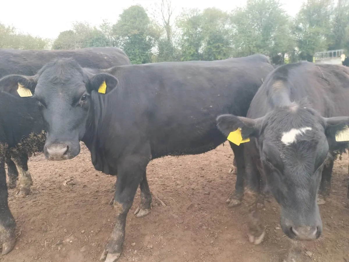 Hereford and Angus Heiferd - Image 2