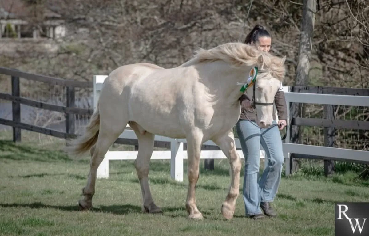 Perfomance Bred Connemara Pony Stallion - Image 2