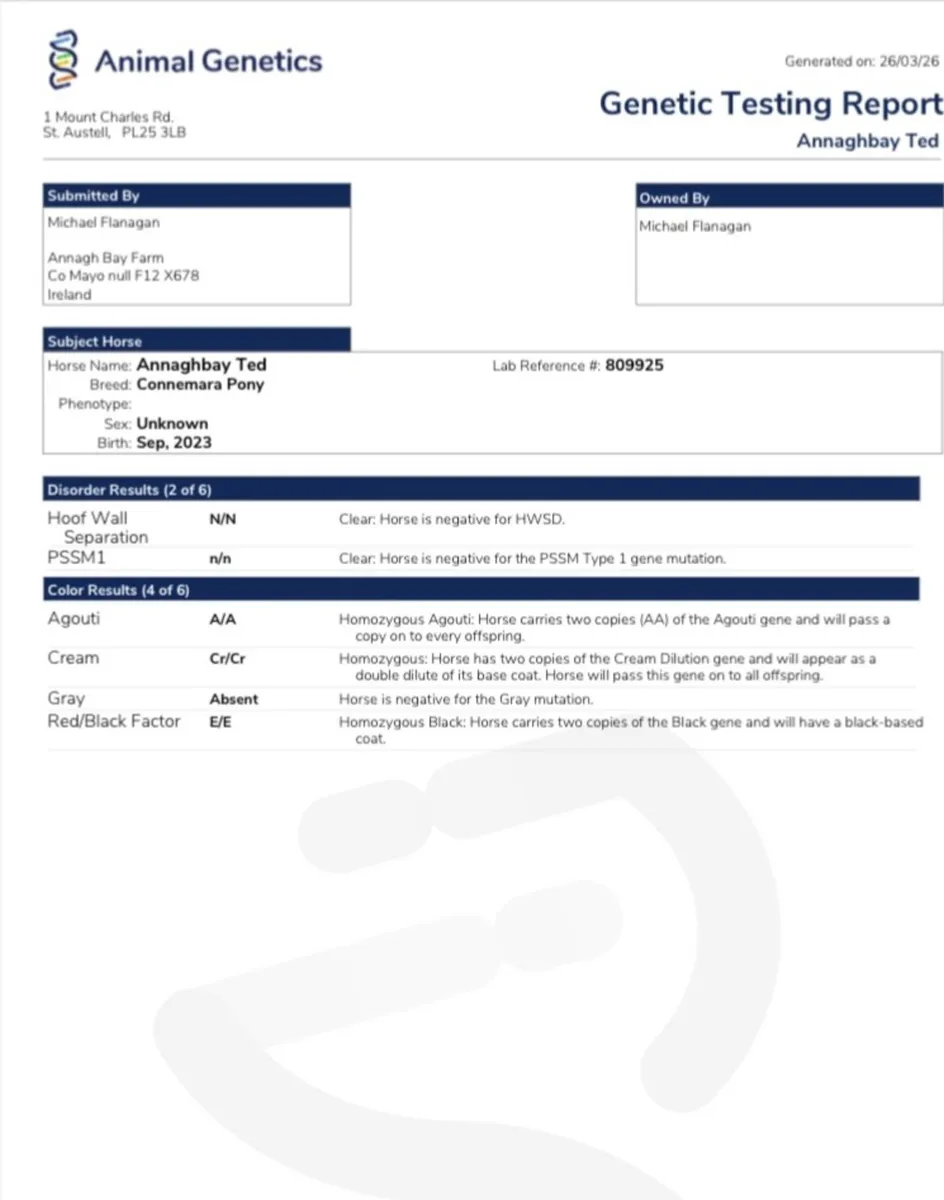 Perfomance Bred Connemara Pony Stallion - Image 4