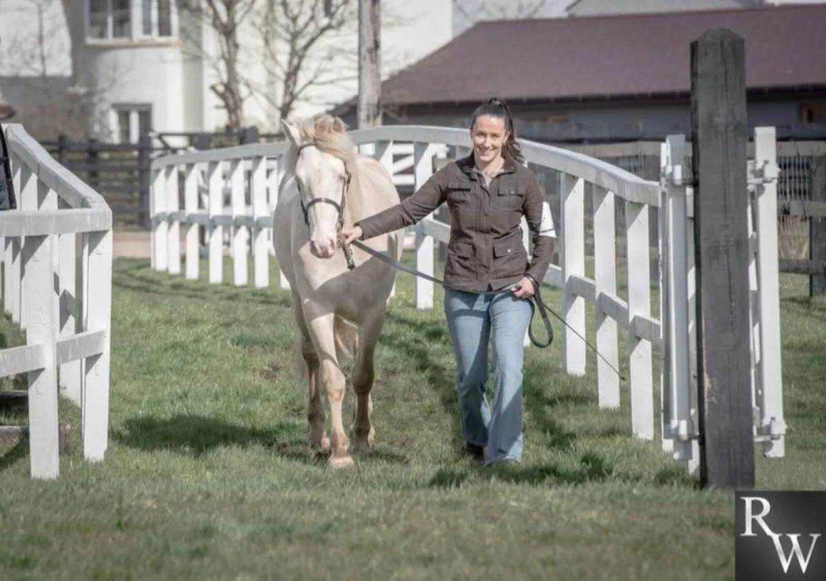 Perfomance Bred Connemara Pony Stallion - Image 3