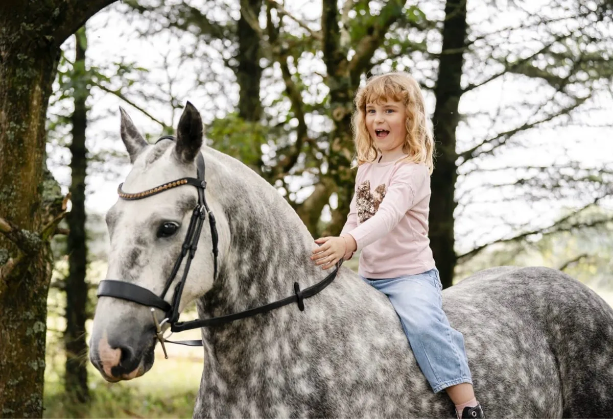 15 hh UNICORN COB. Fun, easy  + jumps - Image 4