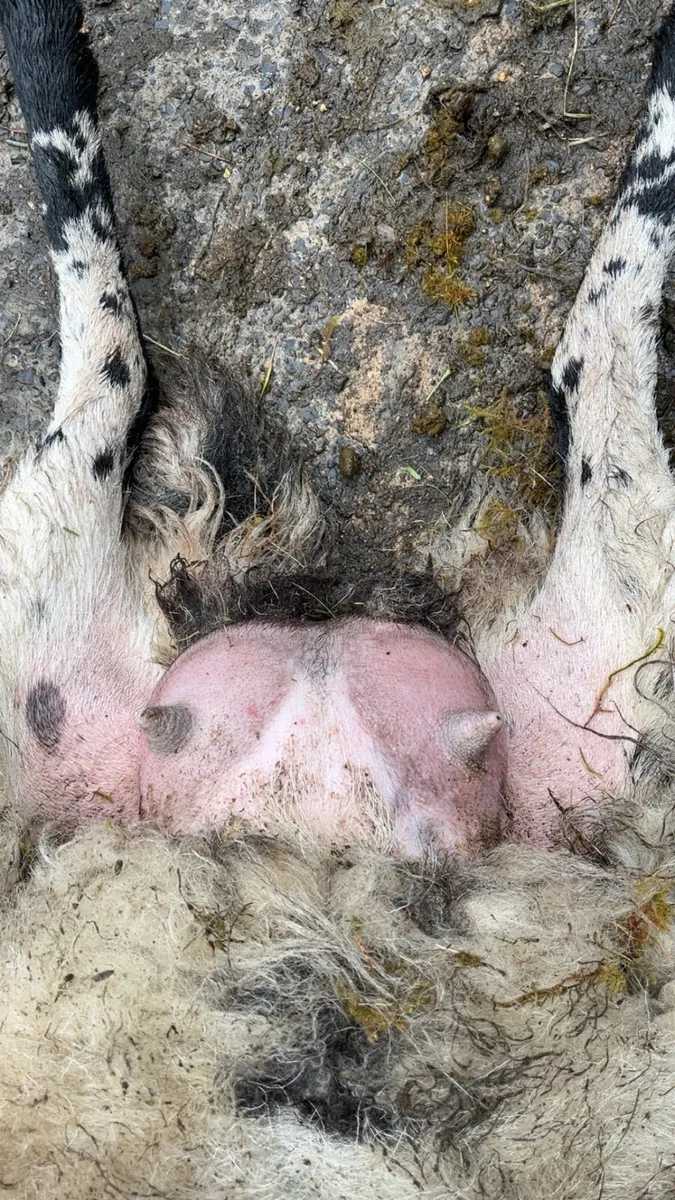 Foster Hogget Ewe - Image 3