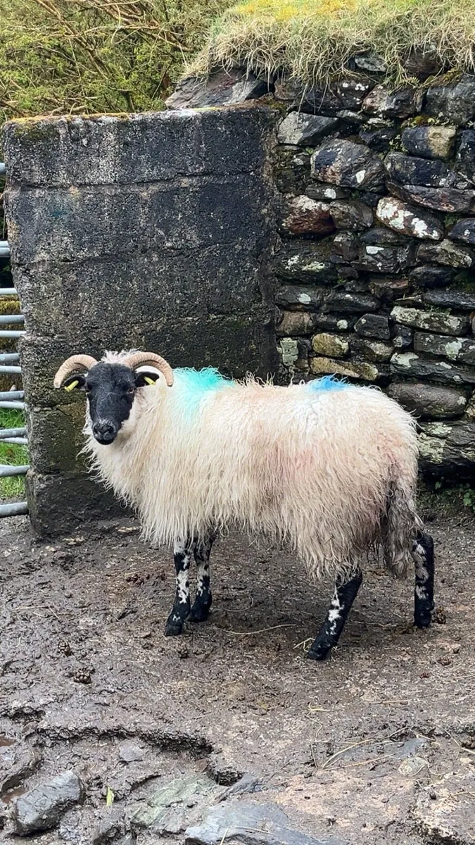 Foster Hogget Ewe - Image 1