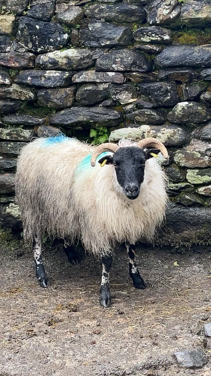 Foster Hogget Ewe - Image 2