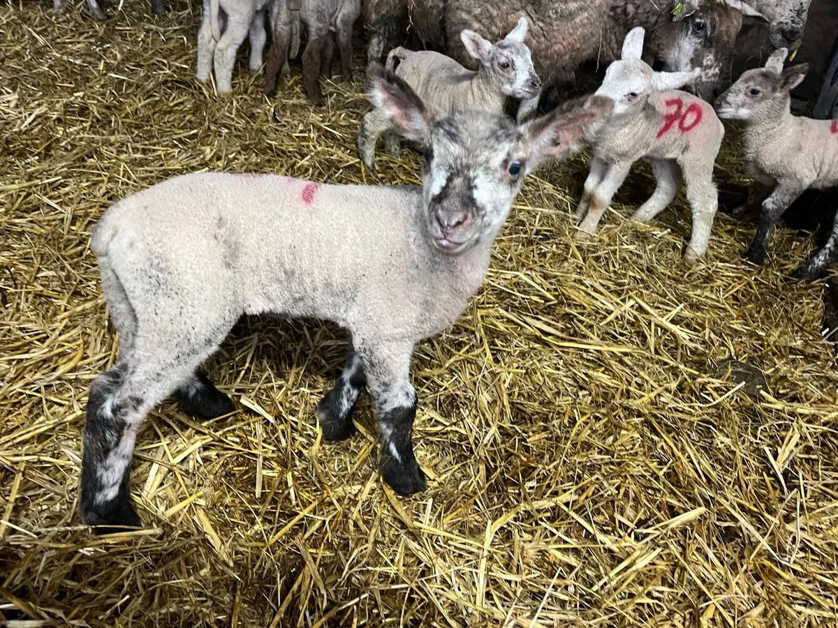 Pet Lambs - Image 1