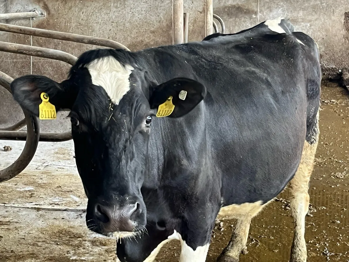 15 April / May calving cows - Image 1